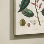 Tableau Botanique Salon Croton Illustration Médicale 1836