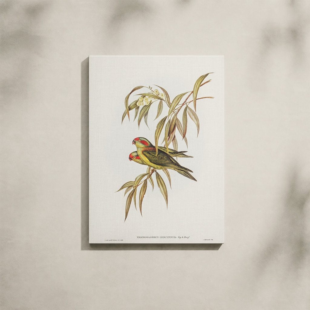 Tableau Nature Salon Loriquet Illustration Botanique