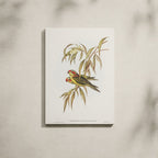 Tableau Nature Salon Loriquet Illustration Botanique