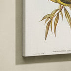 Tableau Nature Salon Loriquet Illustration Botanique